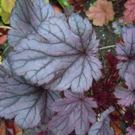 heuchera
