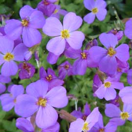 aubretia
