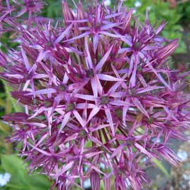 allium