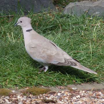 dove