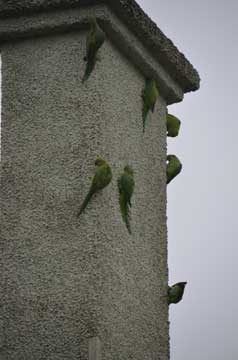 parakeets