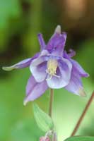 aquilegia