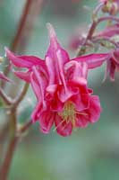 aquilegia