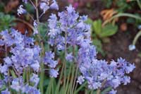 bluebell