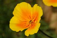 California poppies