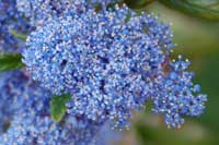 ceanothus