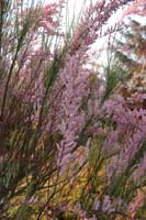 tamarisk