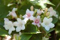 viburnum