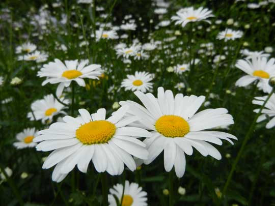 daisies