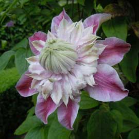 clematis