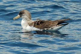 Cory's Shearwater