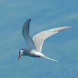 tern