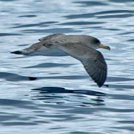 Corys shearwater