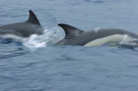 common dolphin