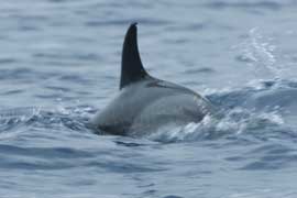 common dolphin