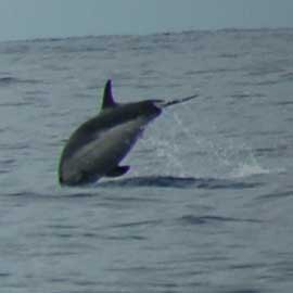 Striped Dolphin