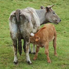 cow and calf