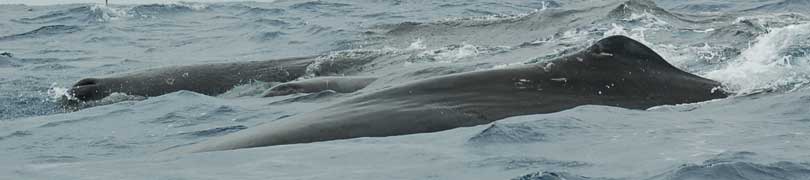 sperm whales