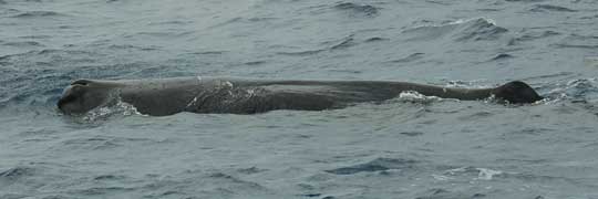 sperm whales