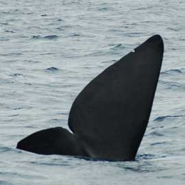 sperm whale tail