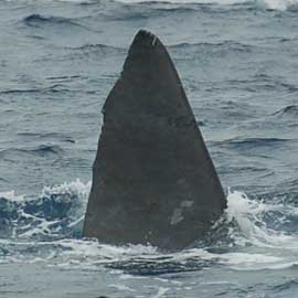 sperm whale tail