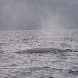 Sei whale
