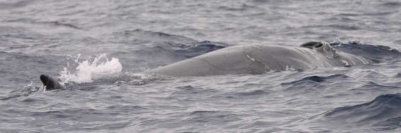 Sei whale