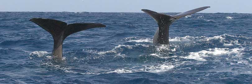 sperm whales