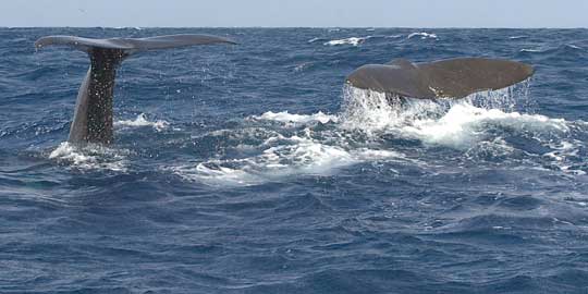 sperm whales
