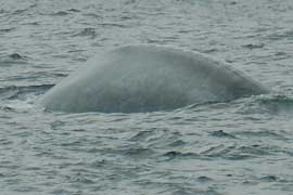 blue whale