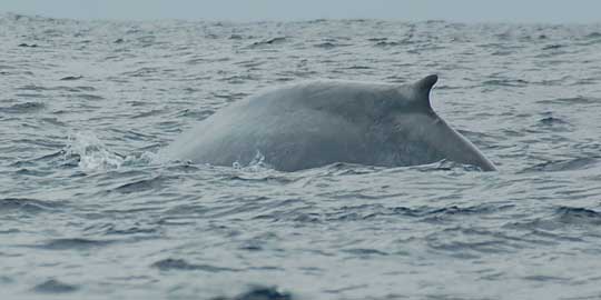 blue whale
