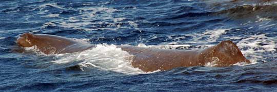 sperm whales