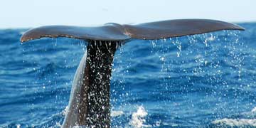 sperm whale