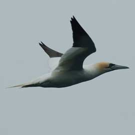 gannet