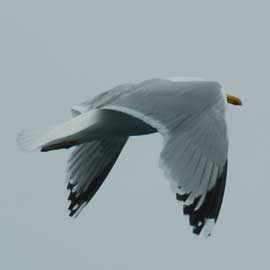 gull