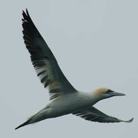 gannet
