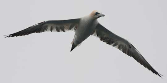 gannet