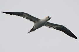 gannet