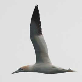 gannet