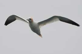 gannet