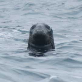 seal