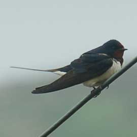 swallow