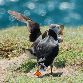 puffin