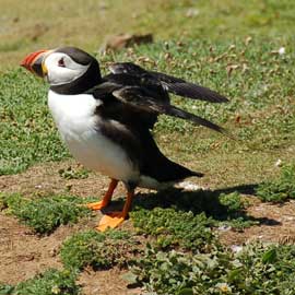puffin