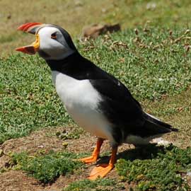 puffin
