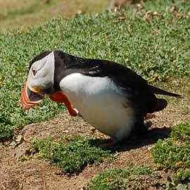 puffin