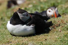 puffin
