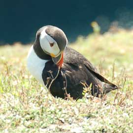 puffin