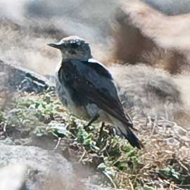 wheatear