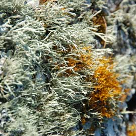 lichen